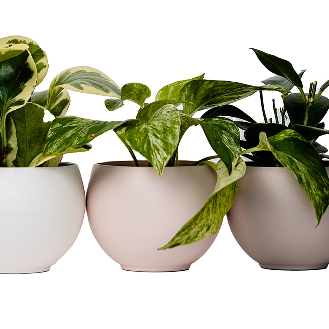 three braid & wood aluminum vessels styled with houseplants on white background