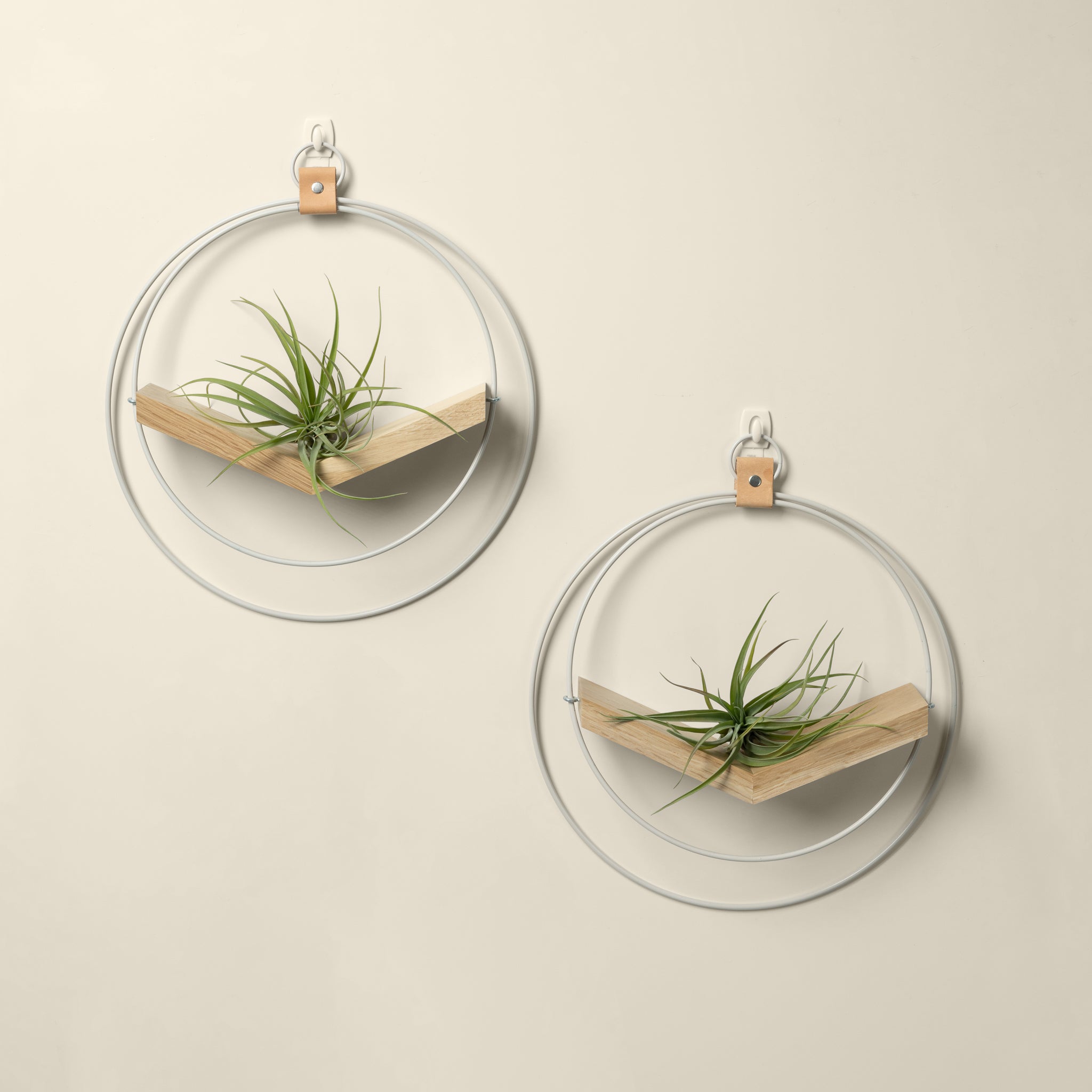 two white oak air plant hangers with white metal and air plants