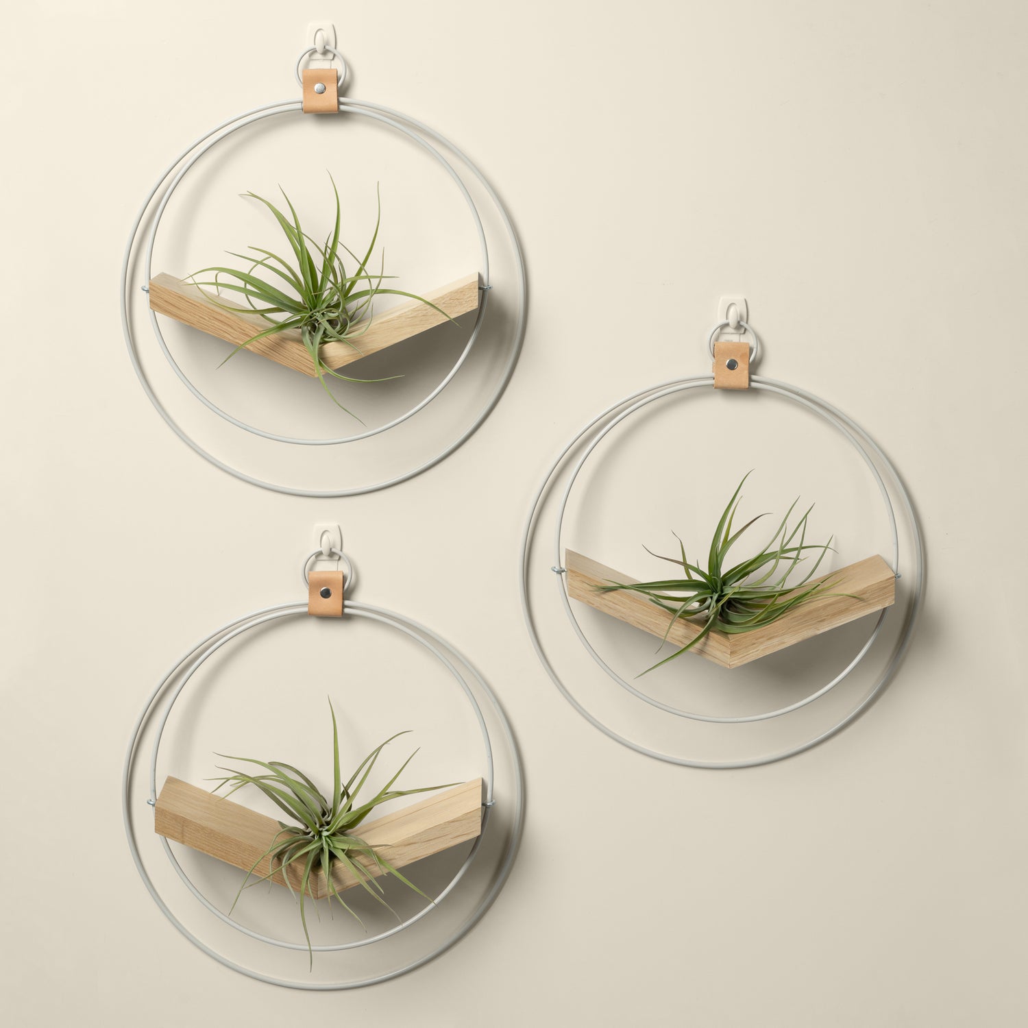 three white oak air plant hangers with white metal and air plants