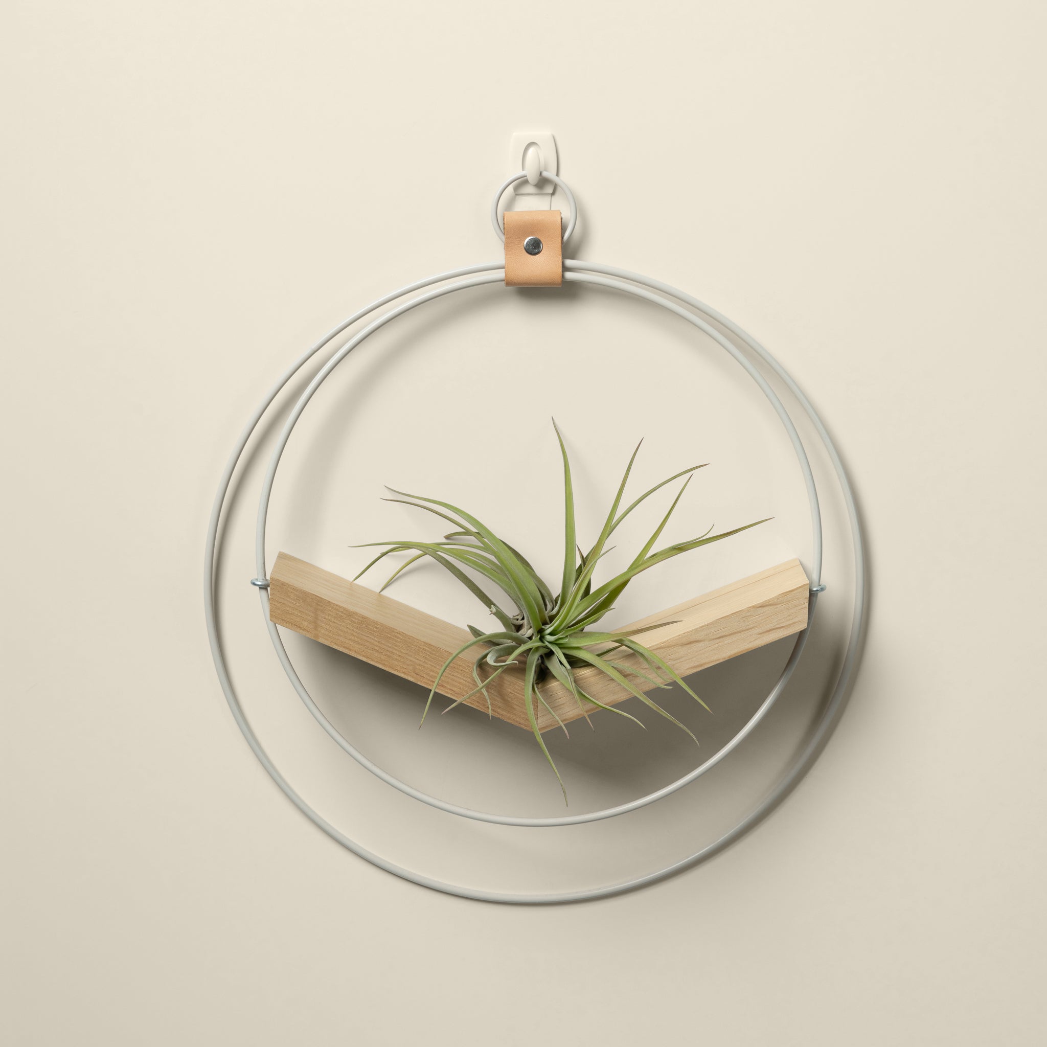 modern wall mounted air plant holder with white metal rings and white oak v shelf styled with air plant