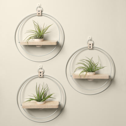 three wall mounted maple plant shelves with white metal rings and blush colored pots