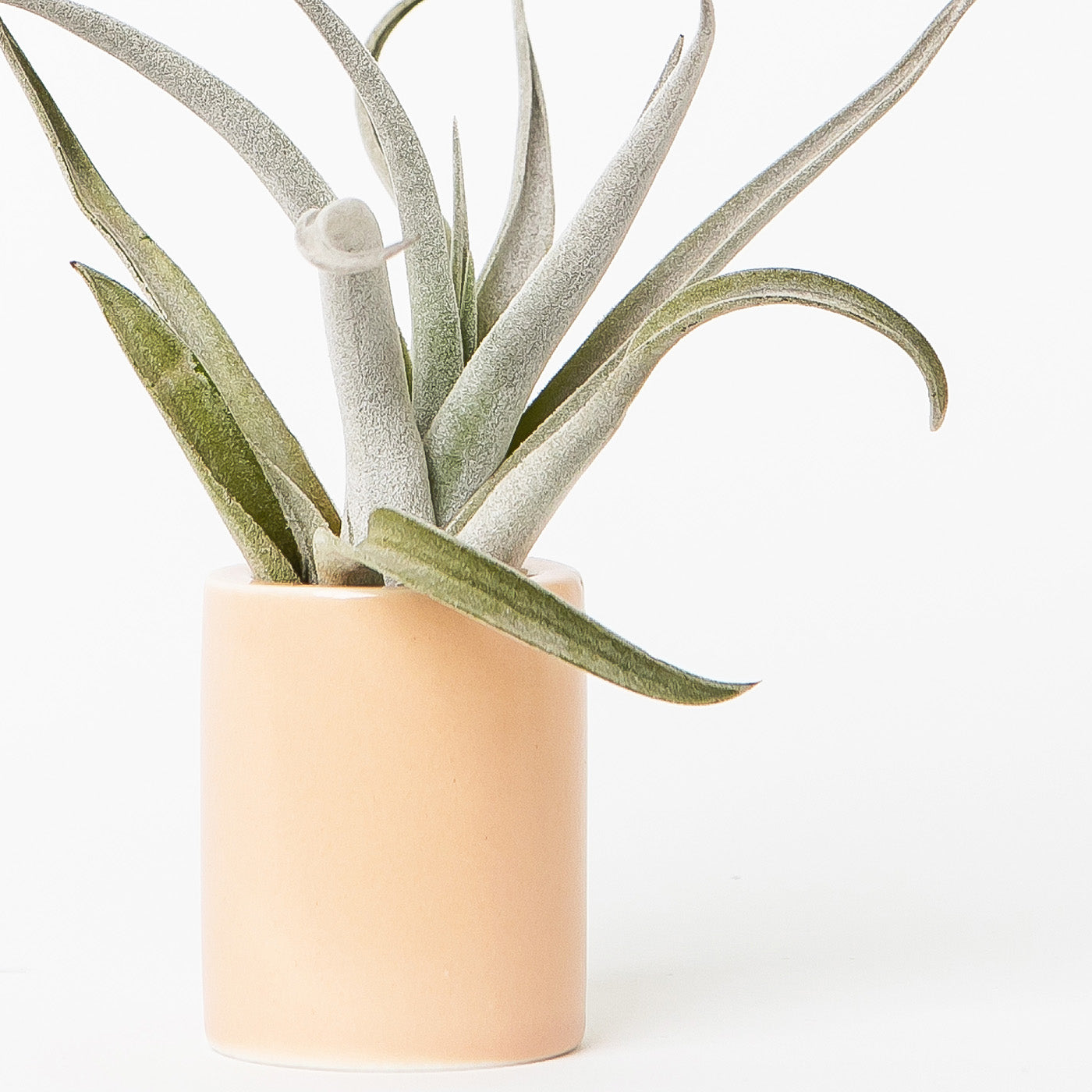 mini peach air plant cylinder with air plant by braid & wood