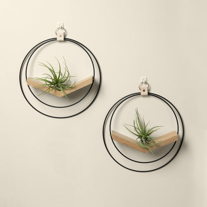 two white oak air plant hangers with gold and black metal and air plants