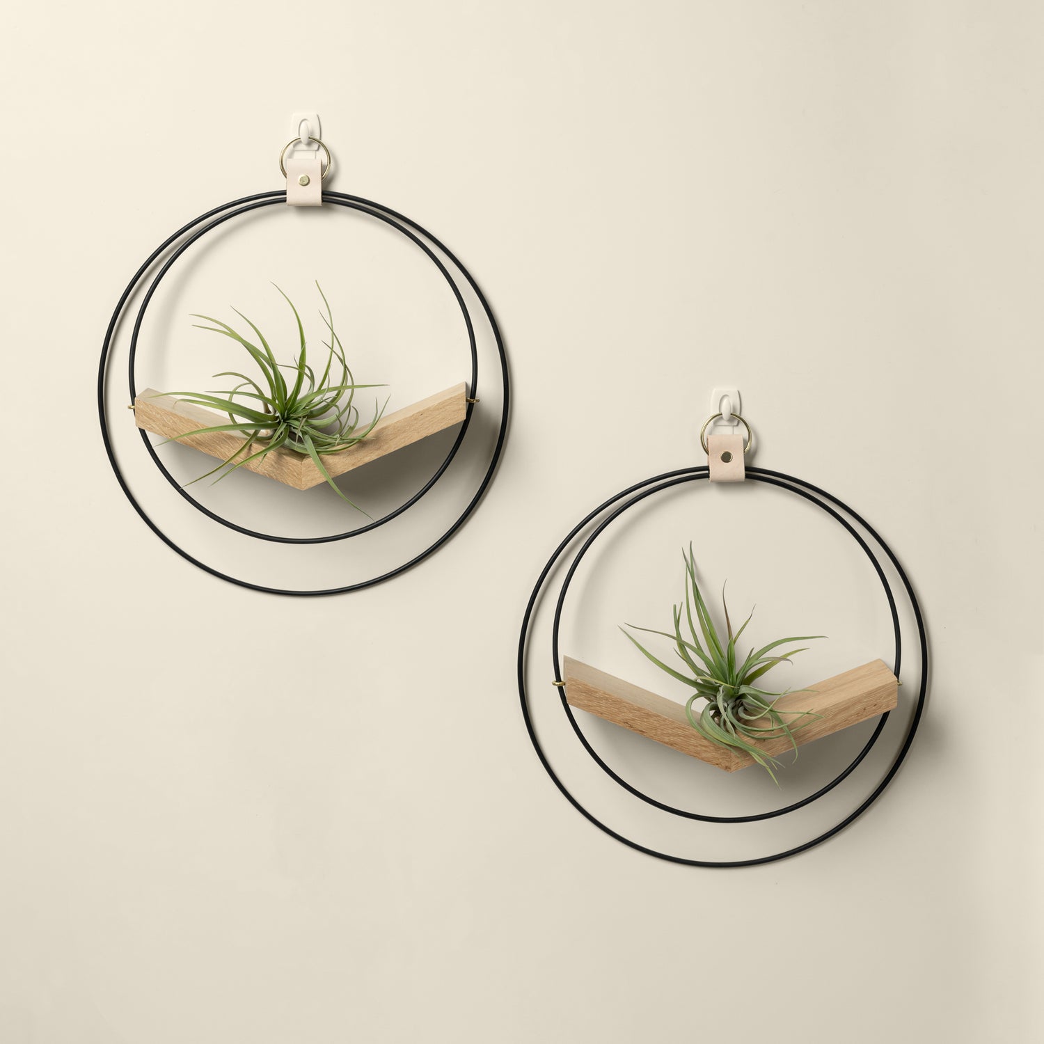 two white oak air plant hangers with gold and black metal and air plants