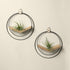 two white oak air plant hangers with gold and black metal and air plants