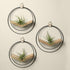 three white oak air plant hangers with gold and black metal and air plants