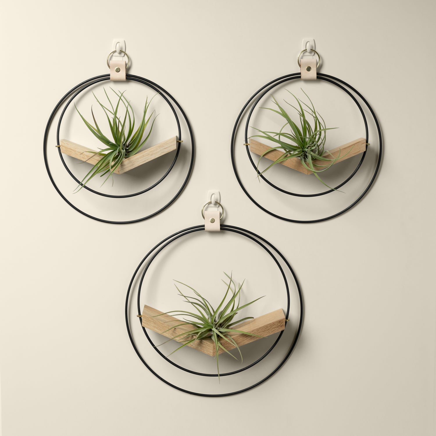 three black and gold metal v shaped white oak air plant hangers with air plants