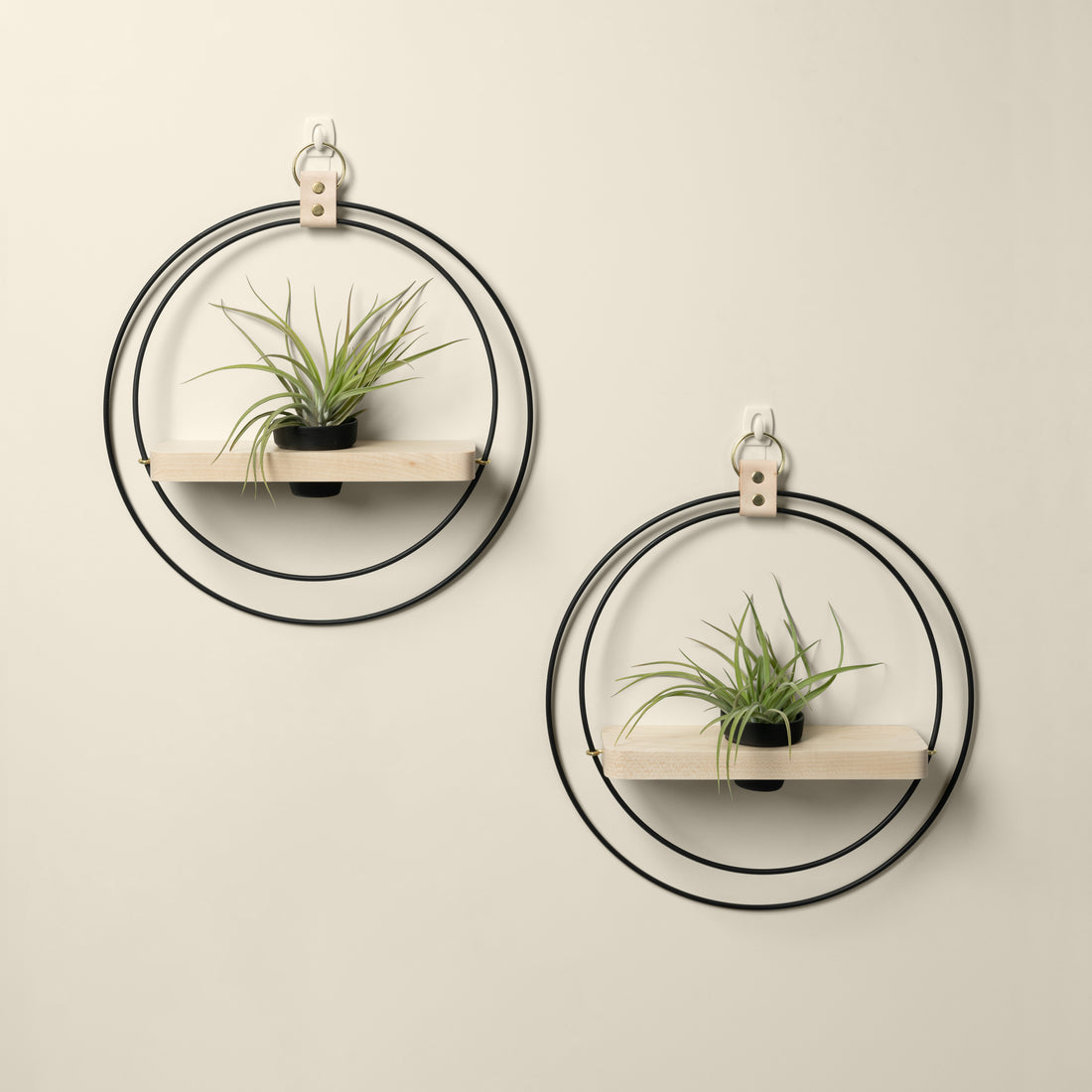 two wall mounted maple plant shelves with black and gold metal rings and black pots