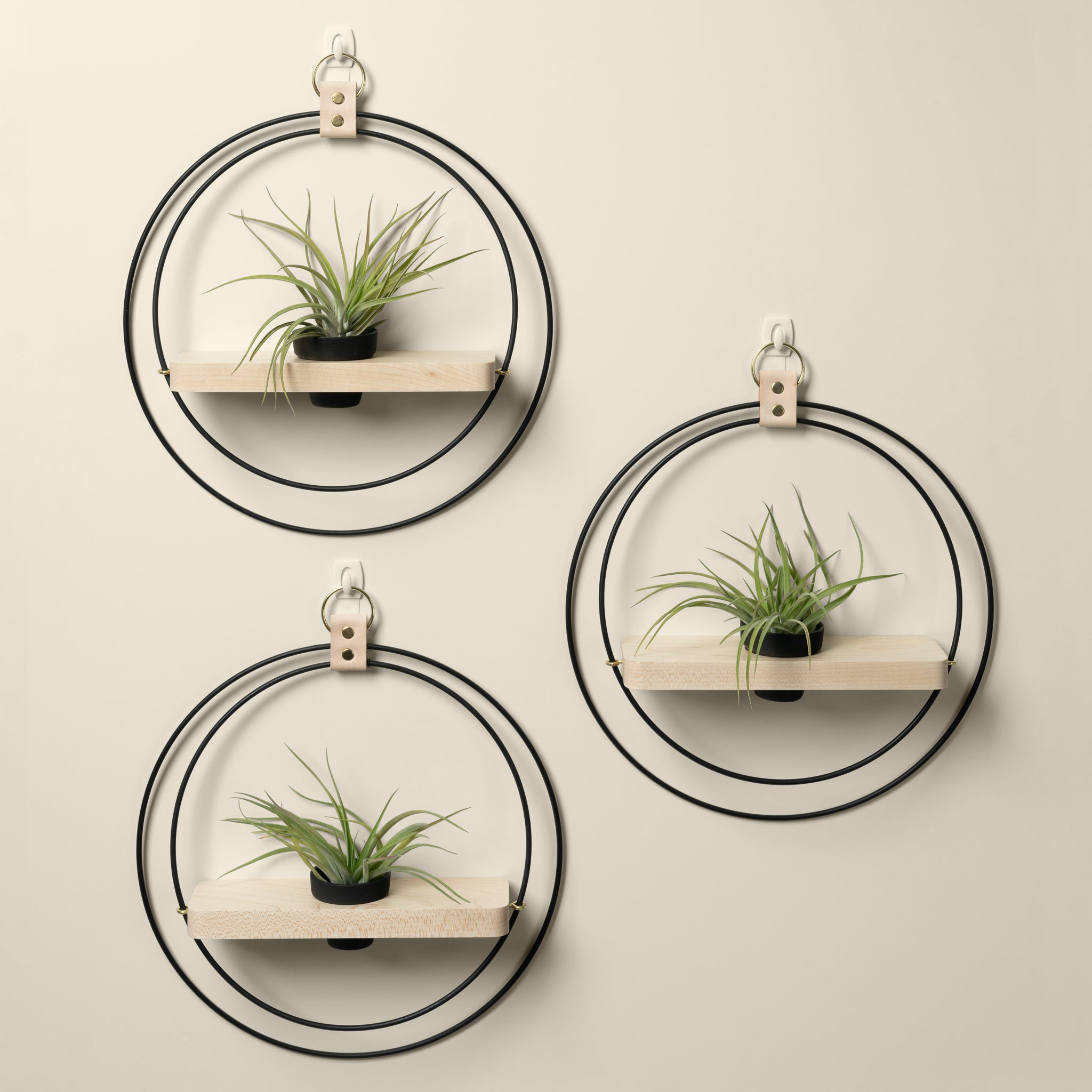 three wall mounted maple plant shelves with black and gold metal rings and black pots