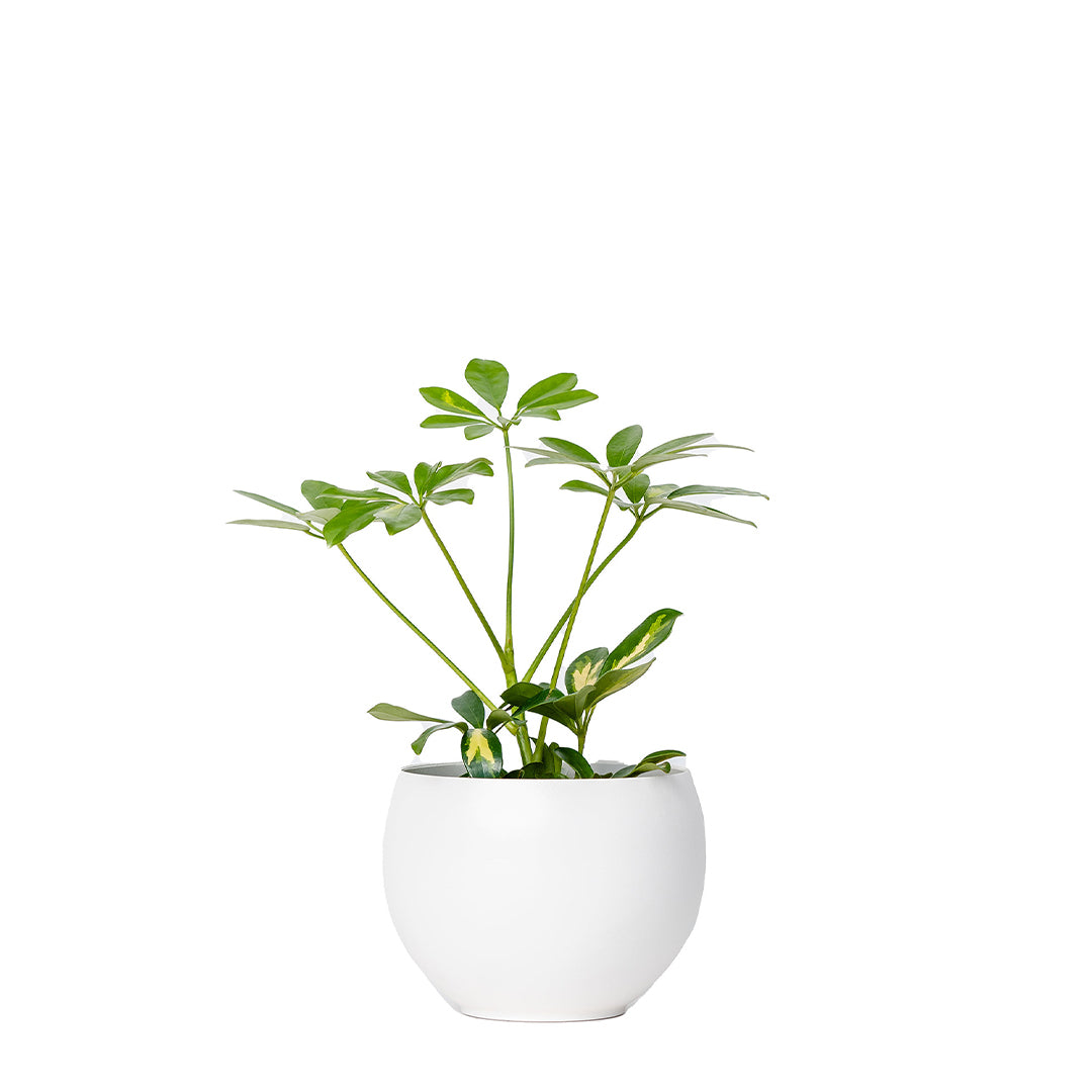 modern white aluminum spun metal pot with plant