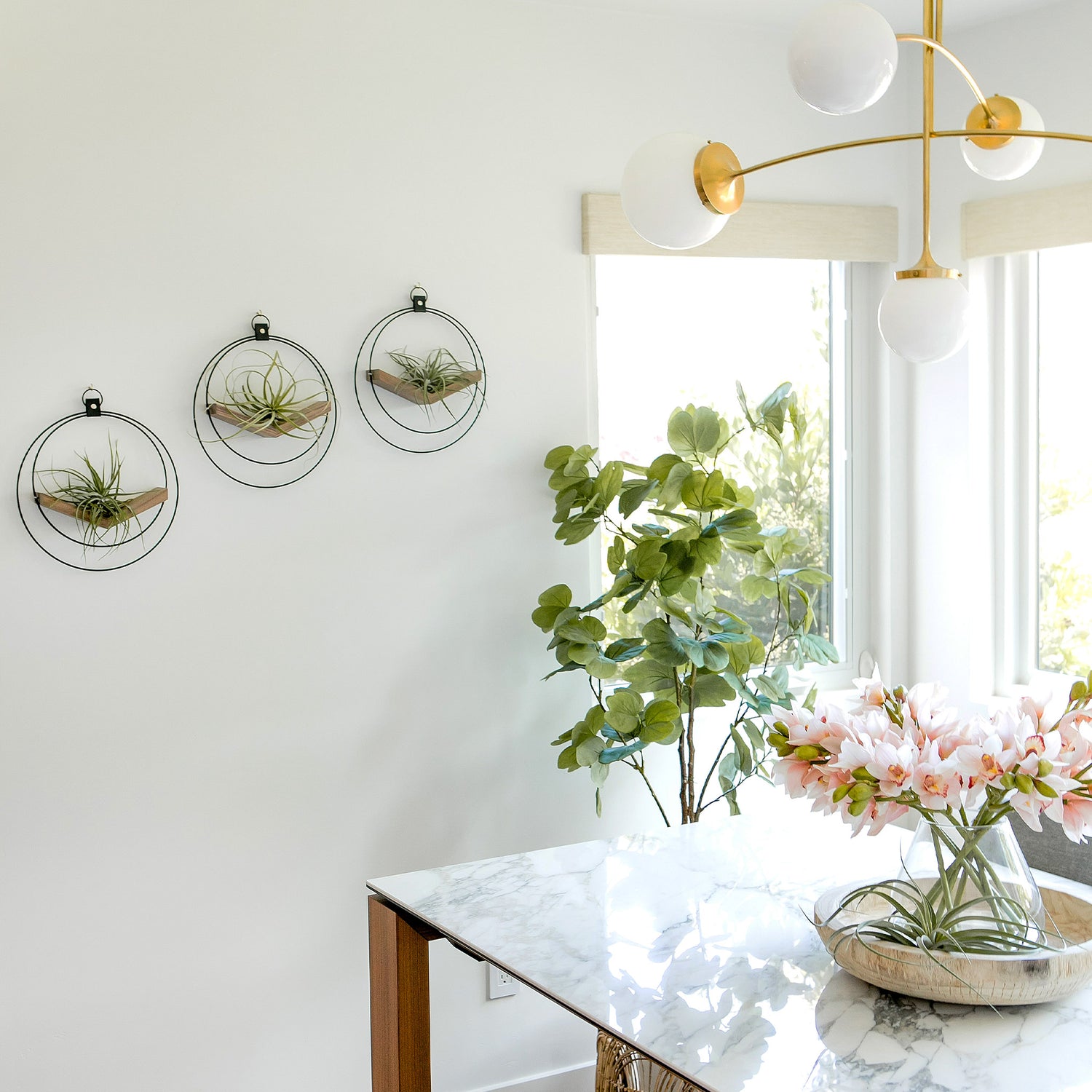 modern wall mounted air plant hanger styled in a dining room