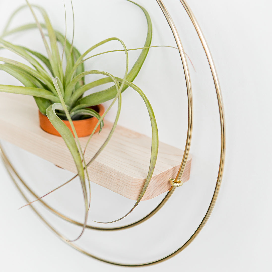 side view of wall mounted plant shelf with maple base and gold metal rings