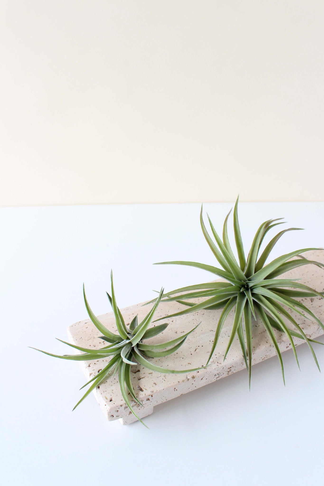 air plants toxic Live Air Plant — Velutina Tillandsia for Indoor Wall Planters, Hangers & Wall Display