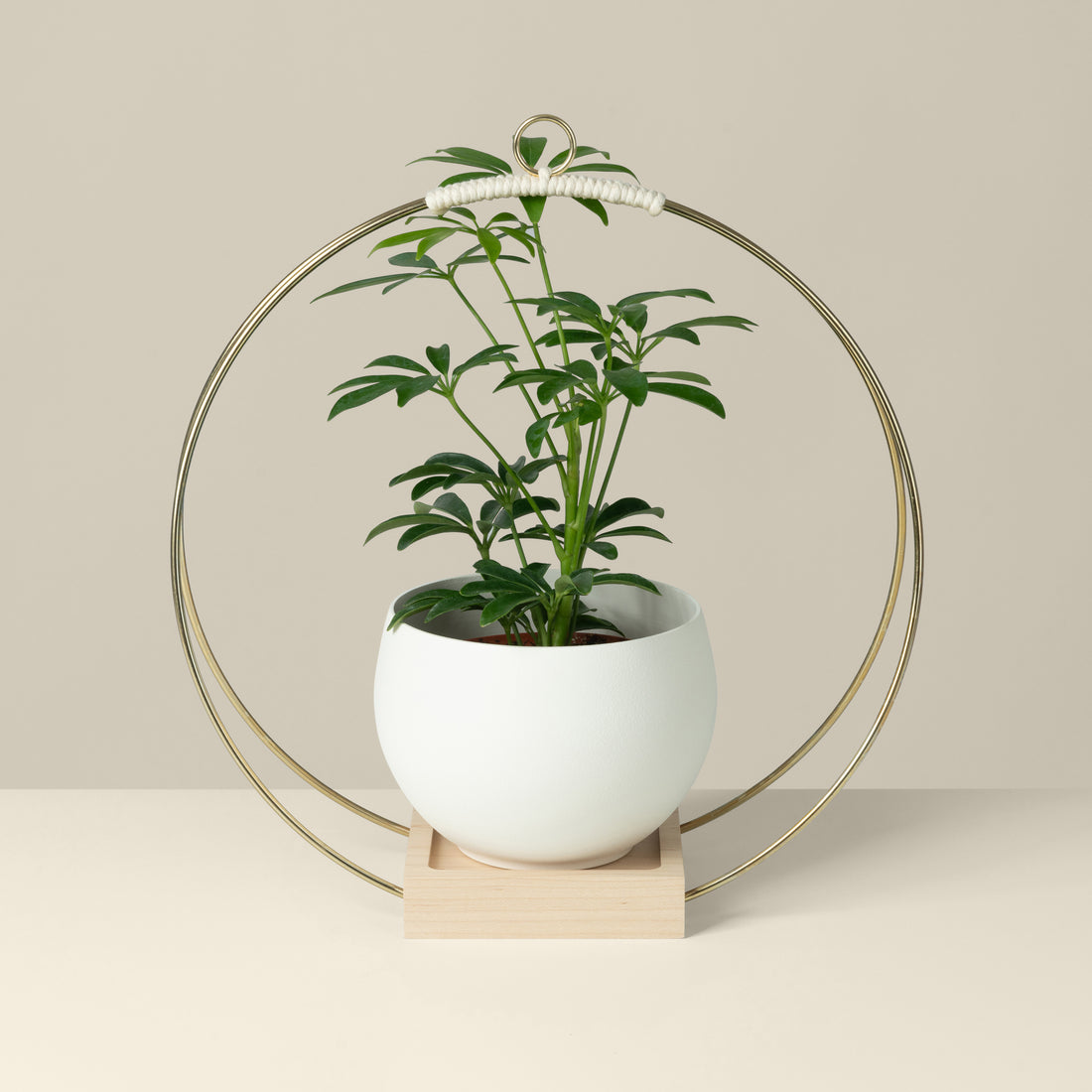 modern gold hanging planter with white aluminum pot styled with houseplant