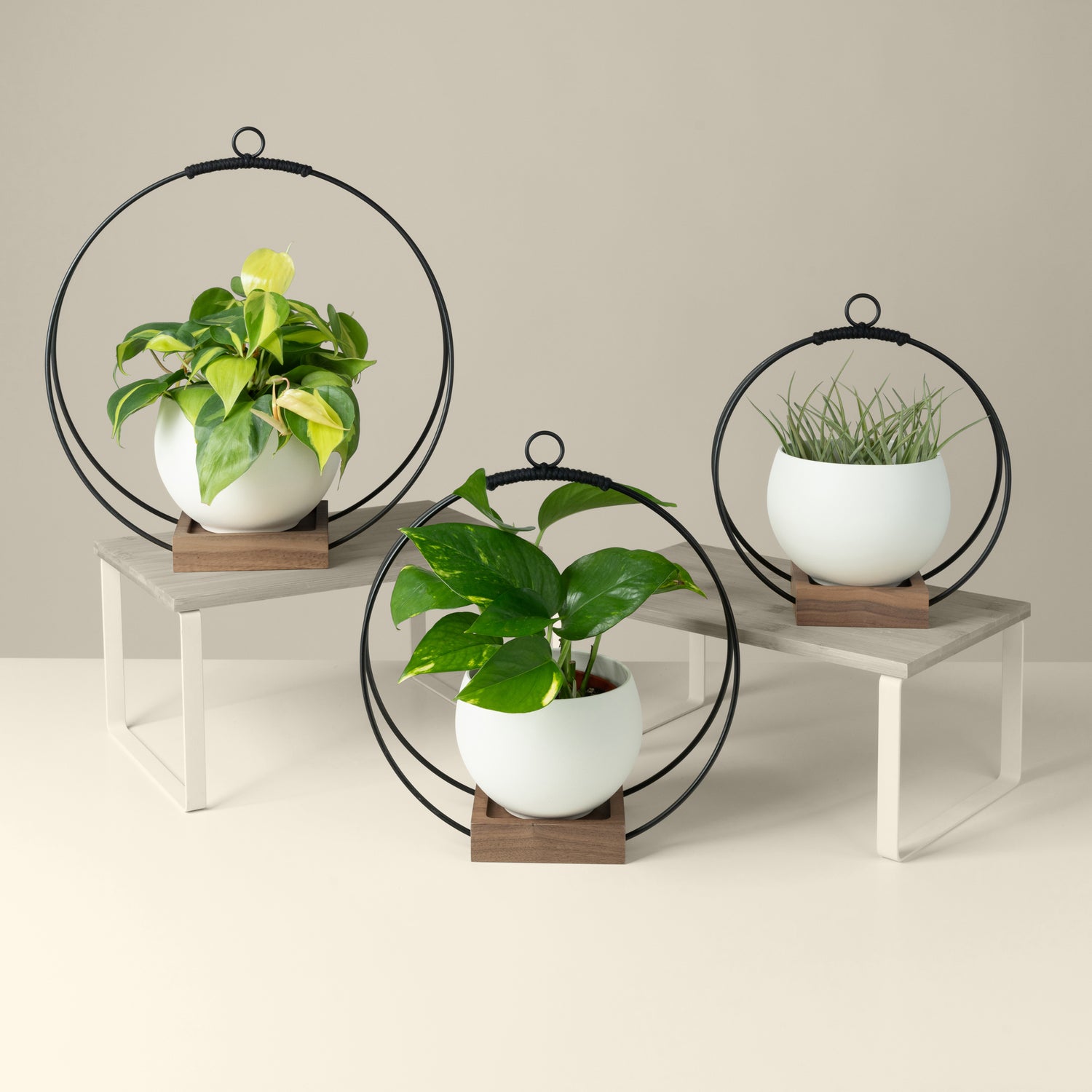 three white pots on small medium and large walnut wood plant hangers with black metal