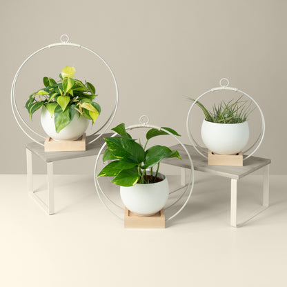 three white pots on small medium and large maple wood plant hangers with white metal