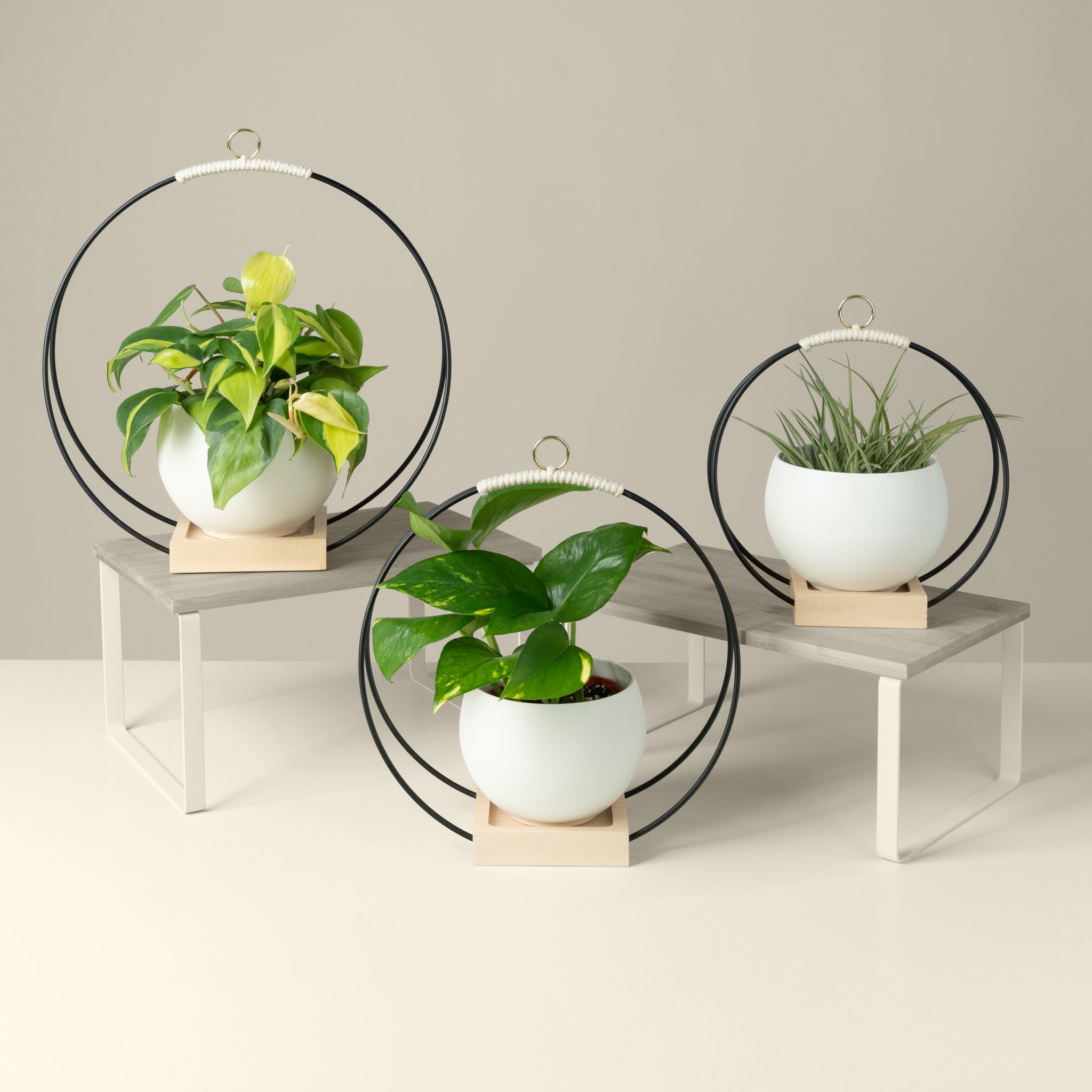 Modern Hanging Trio - Plant Hangers by Braid & Wood Design Studio