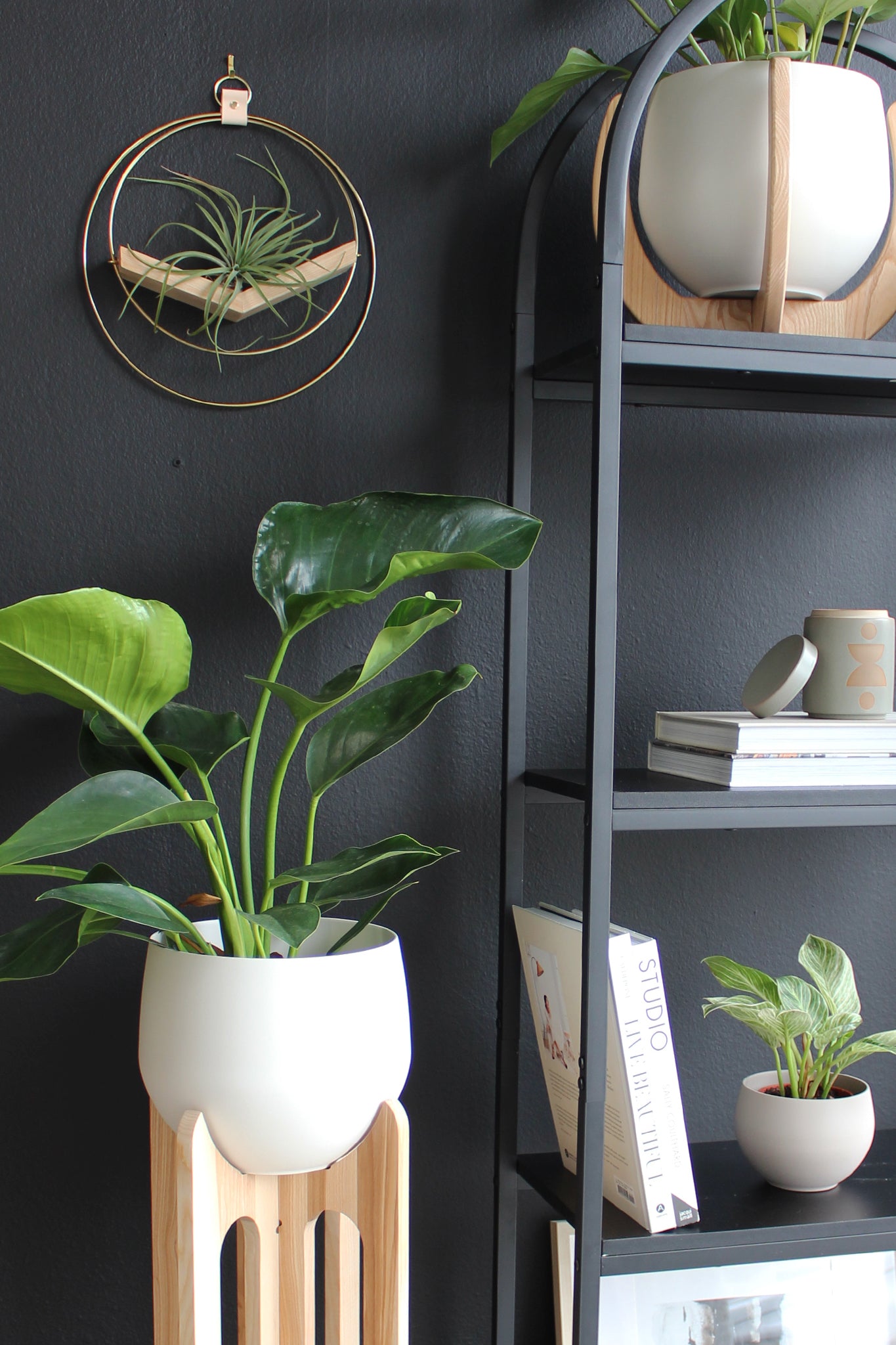air plant stands Air Plant V-Hanger