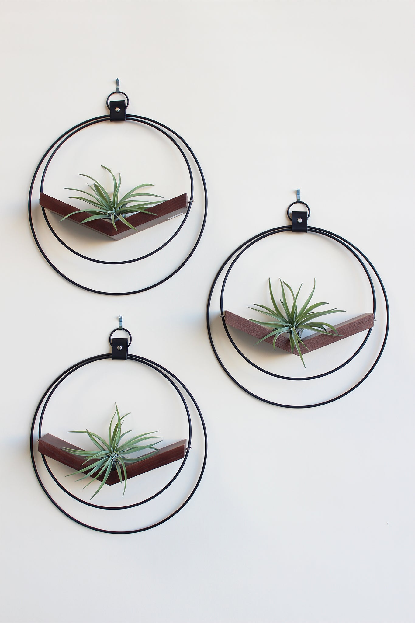ac moore hanging plants Air Plant V-Hanger Trio