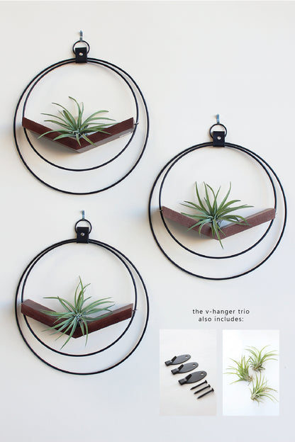 Air Plant V-Hanger Trio