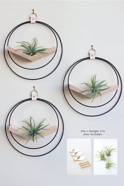 Air Plant V-Hanger Trio