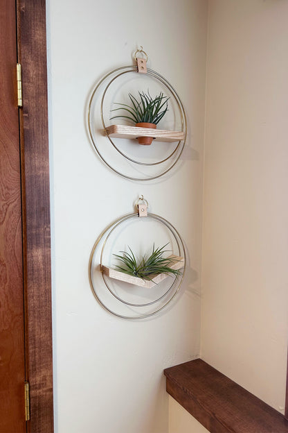 Two circular wall planters with plants on a white wall with dark wood accents.