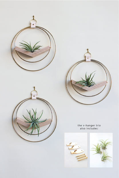 Air Plant V-Hanger Trio