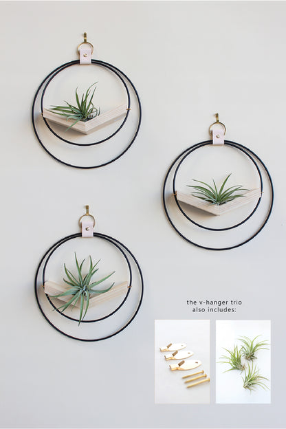 Air Plant V-Hanger Trio