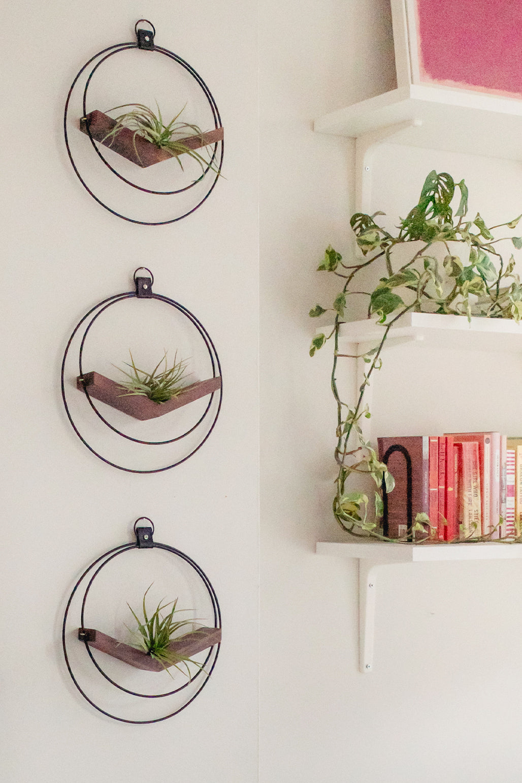 air plant subscription box Air Plant Subscription Box – Braid & Wood