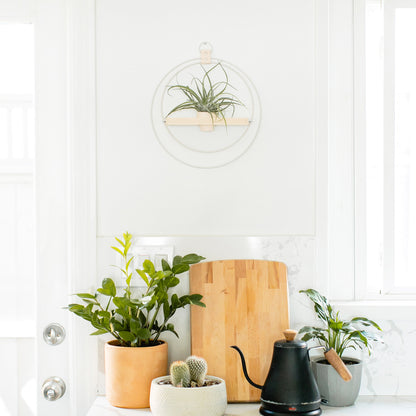 modern wall mounted plant shelf with white metal rings and maple base styled in a kitchen