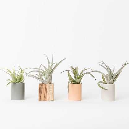 group of ceramic and wood air plant holders with air plants