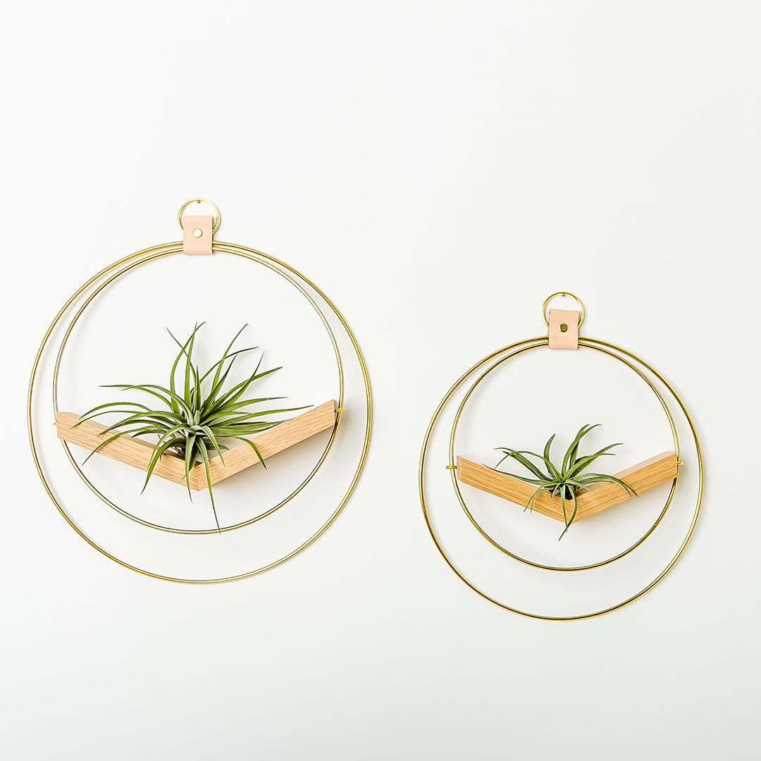 two air plant hangers with gold metal and white oak wood base