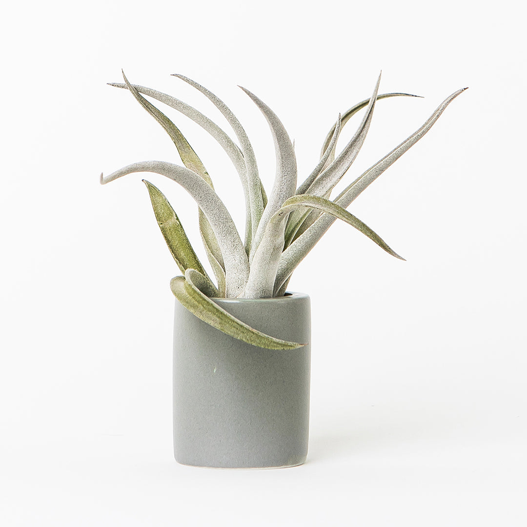 mini gray ceramic air plant holder with plant