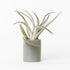 mini gray ceramic air plant holder with plant
