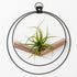 large air plant hanger with black metal and walnut wood base holding an air plant