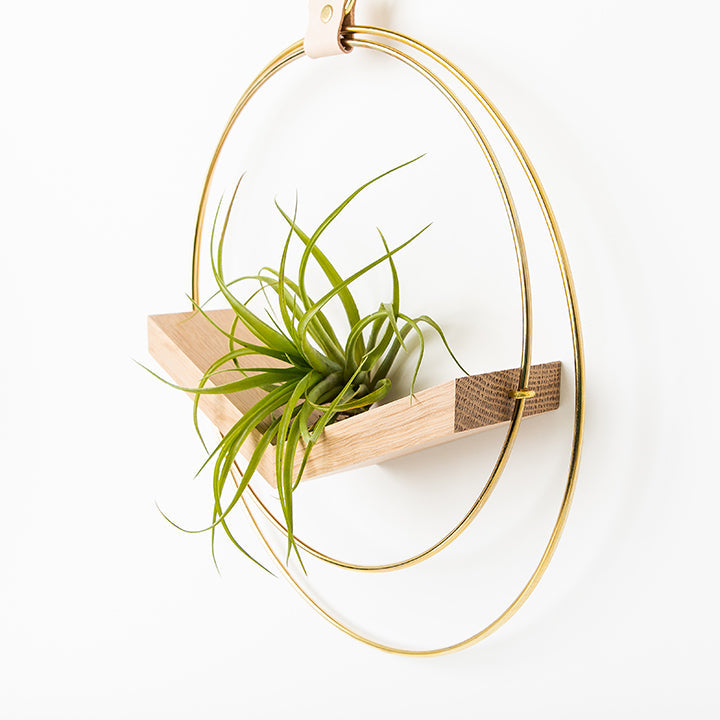 side view of large air plant hanger with gold metal and white oak wood base
