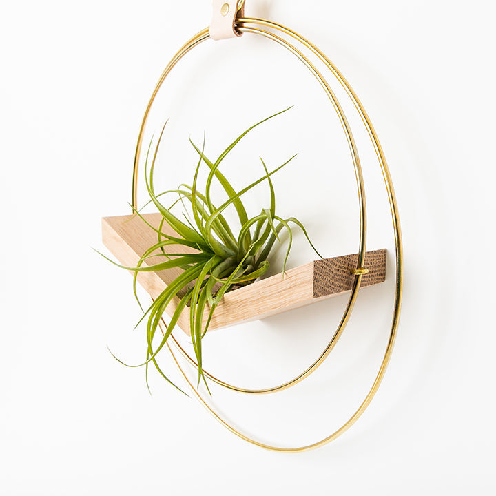 wall vases for air plants Air Plant V-Hanger