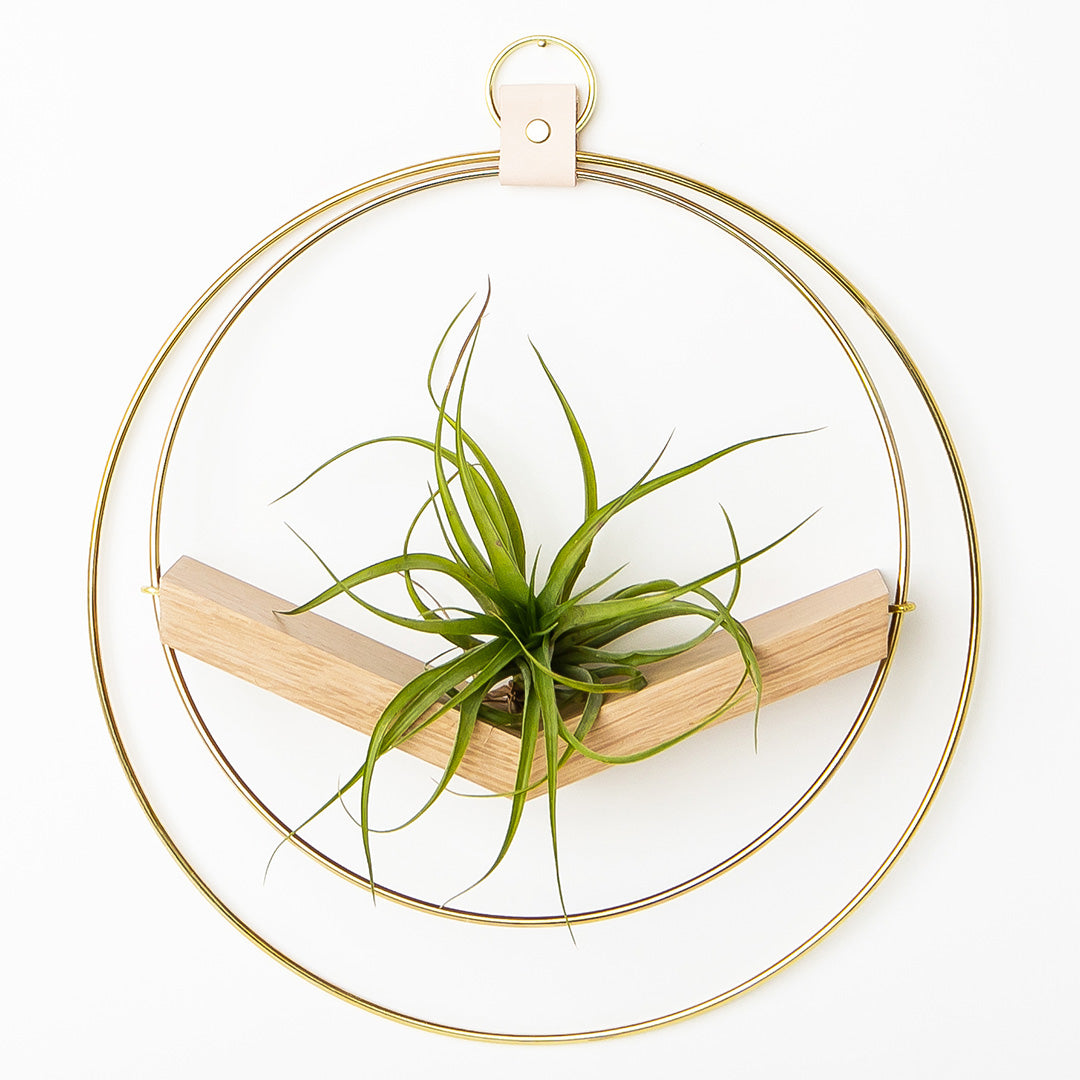 large air plant hanger with gold metal and white oak wood base holding an air plant