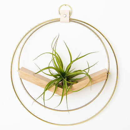 large air plant hanger with gold metal and white oak wood base holding an air plant