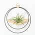 large air plant hanger with black and gold metal and white oak wood base holding an air plant