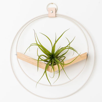 large air plant hanger with white metal and white oak wood base holding an air plant