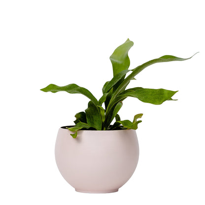 large aluminum blush colored pot with fern plant