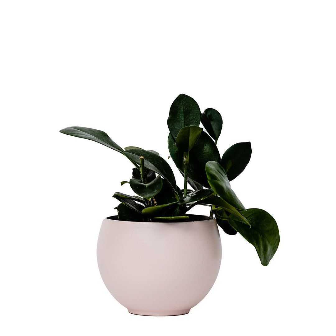 medium aluminum blush colored pot with hoya plant