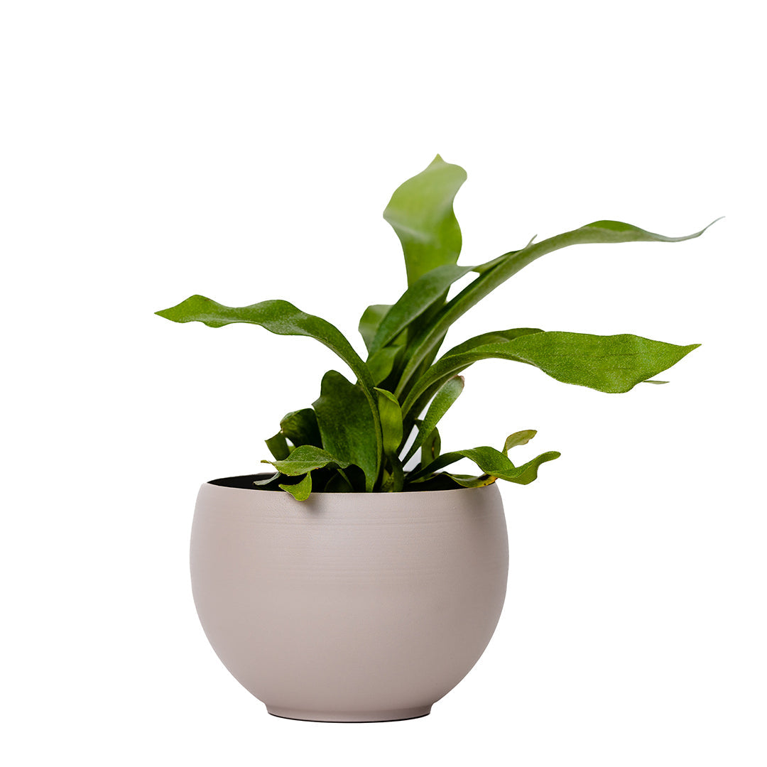 large aluminum tan colored pot with fern plant