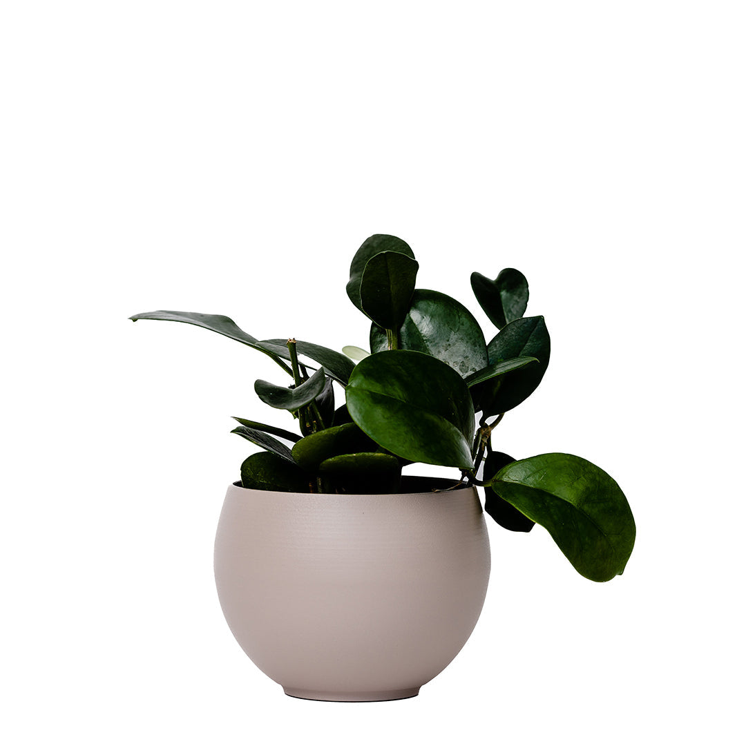 medium aluminum tan colored pot with hoya plant