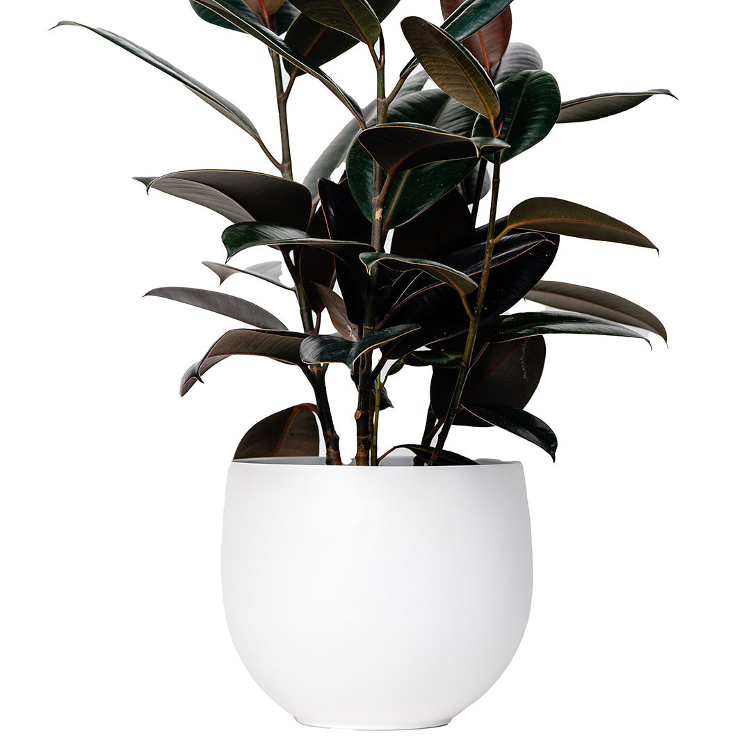 floor standing large aluminum white colored pot with rubber plant