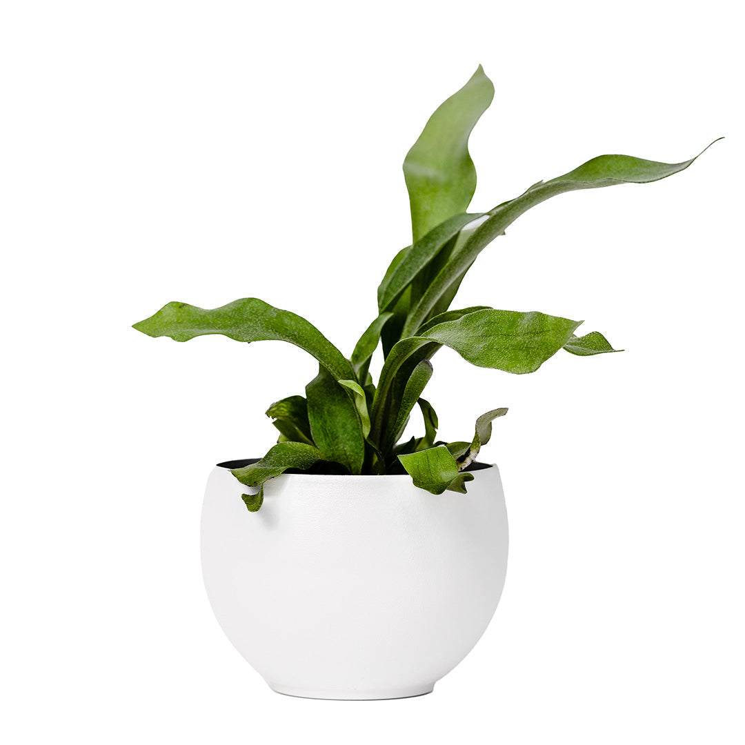 large aluminum white colored pot with fern plant