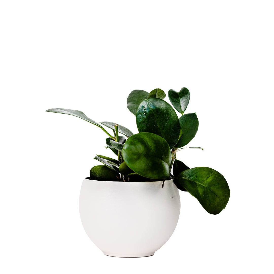 medium aluminum white colored pot with hoya plant