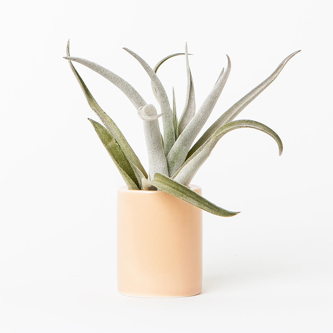 mini blush ceramic air plant holder with plant