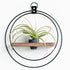 plant shelf with black metal and walnut wood base with charcoal colored pot holding an air plant